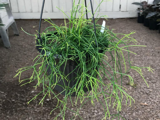 Rhipsalis Campos-Portoana (Mistletoe Cactus) – Hanging Basket