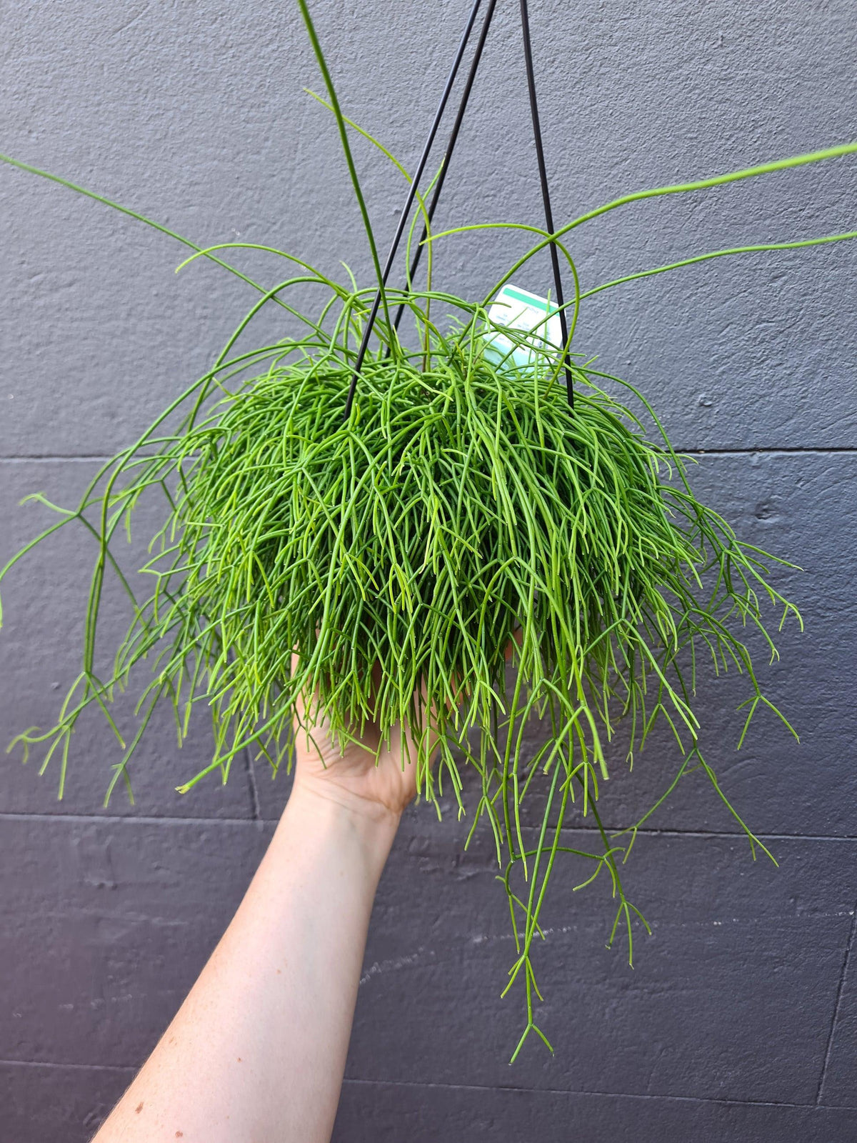 Rhipsalis Campos-Portoana (Mistletoe Cactus) Hanging Basket
