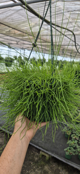 Rhipsalis Campos-Portoana (Mistletoe Cactus) Hanging Basket