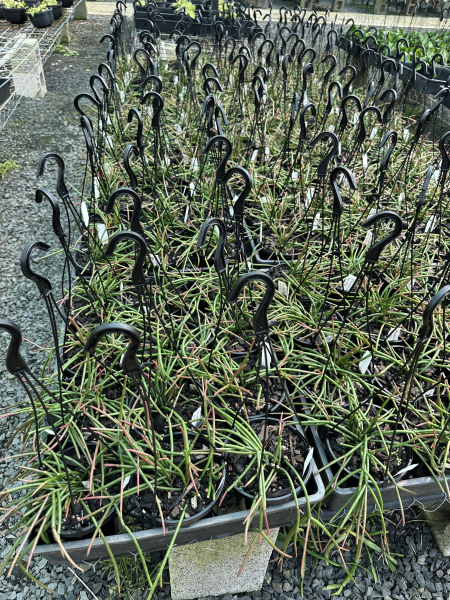 Rhipsalis erythrocarpa (Red Coral Cactus)