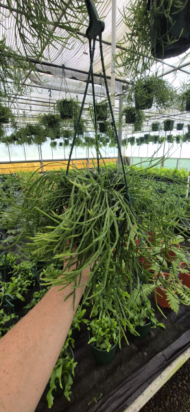 Rhipsalis Ewaldiana (Epiphytic Jungle Cactus) - Hanging Baskets