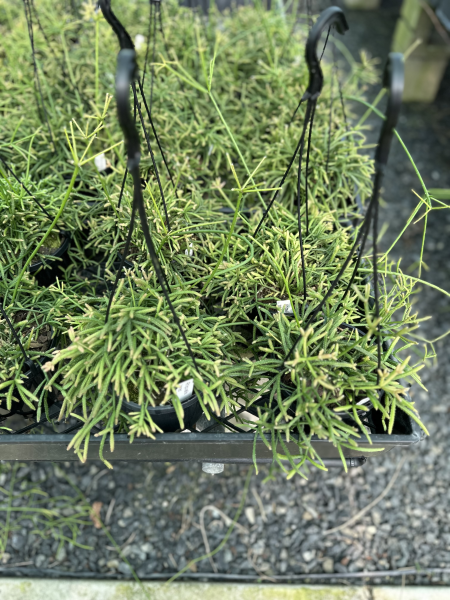 Rhipsalis teres (Mistletoe Cactus)
