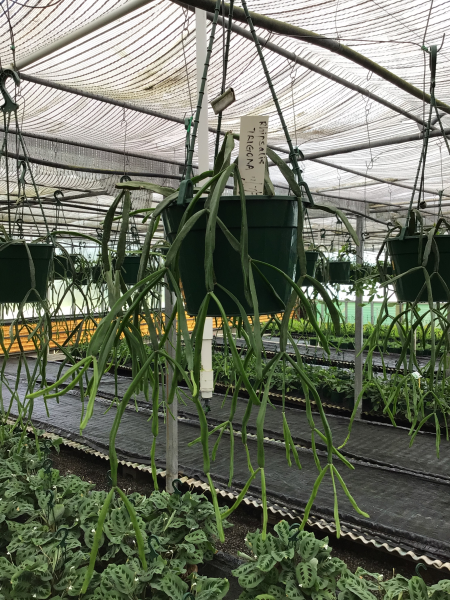Rhipsalis Trigona (Triangular Mistletoe Cactus) - Hanging Basket
