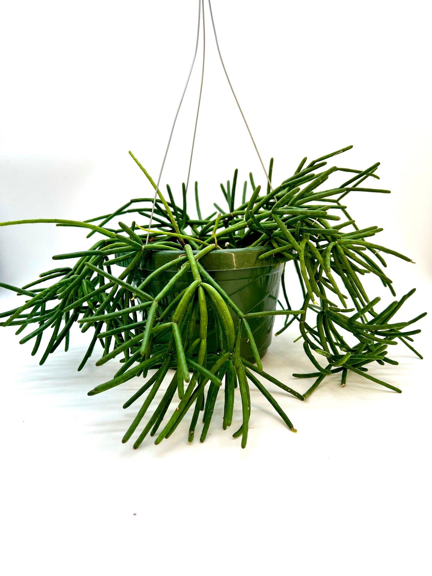Rhipsalis erythrocarpa (Red Coral Cactus)