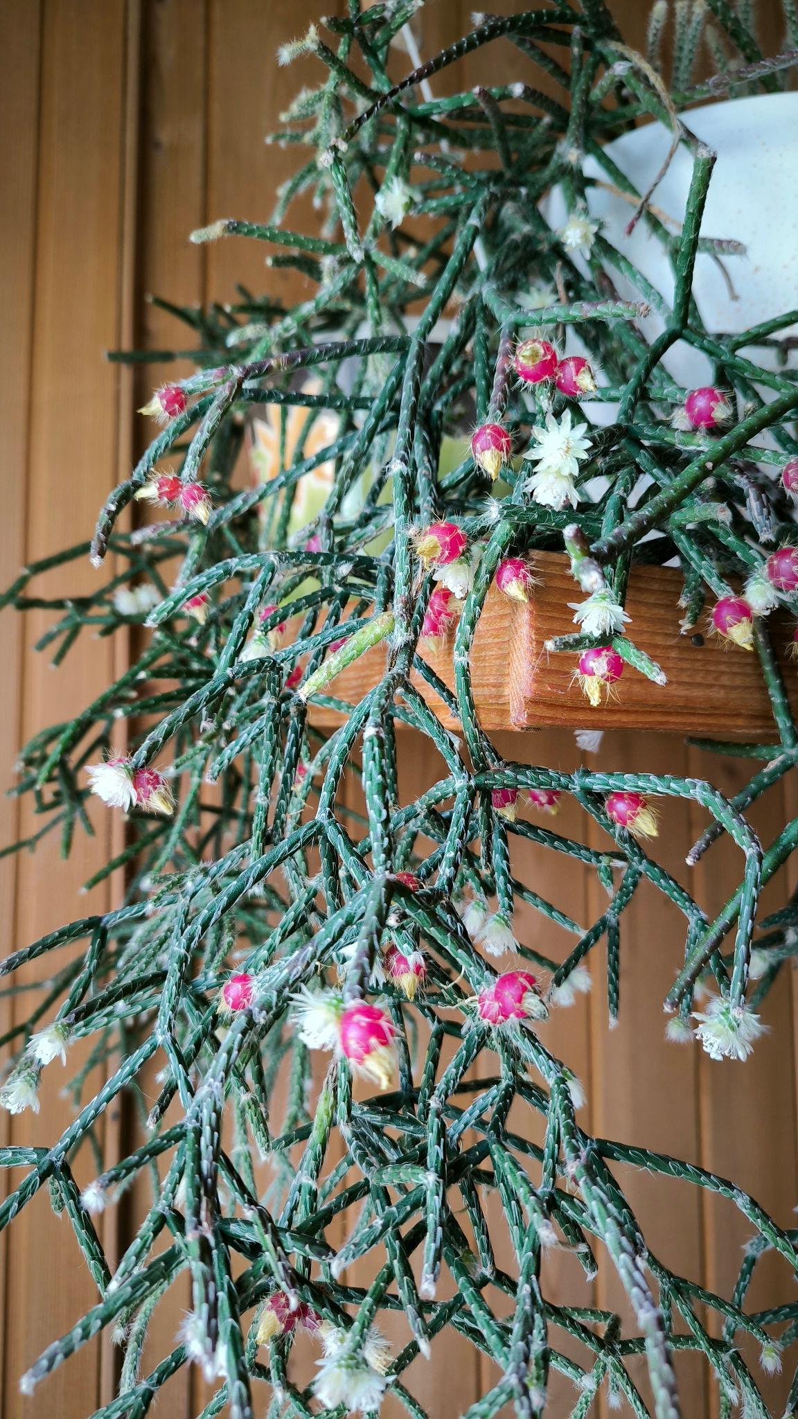 Rhipsalis erythrocarpa (Red Coral Cactus)