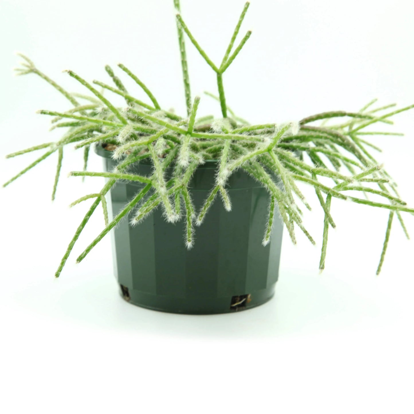Rhipsalis pilocarpa (Hairy Stemmed Rhipsalis)