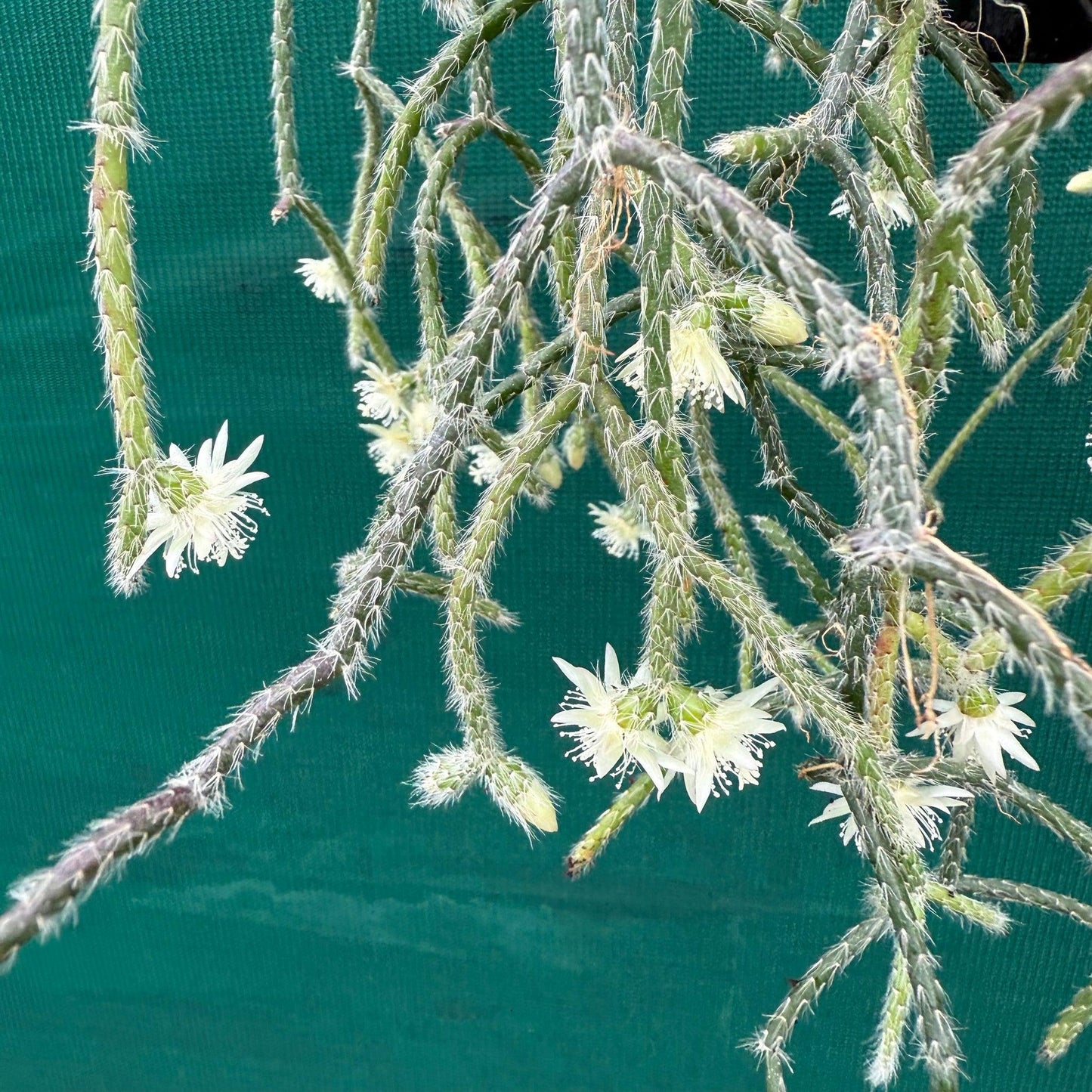 Rhipsalis pilocarpa (Hairy Stemmed Rhipsalis)