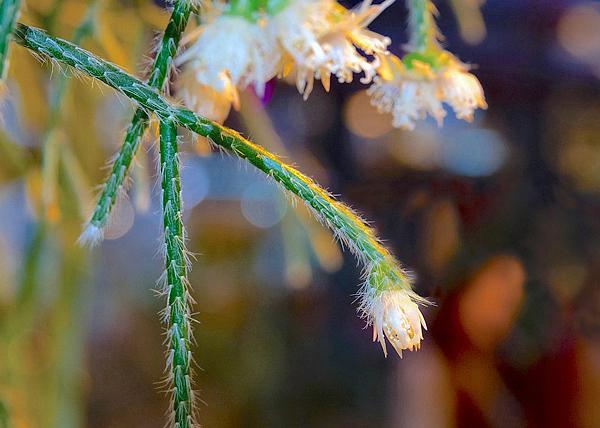 Rhipsalis pilocarpa (Hairy Stemmed Rhipsalis)