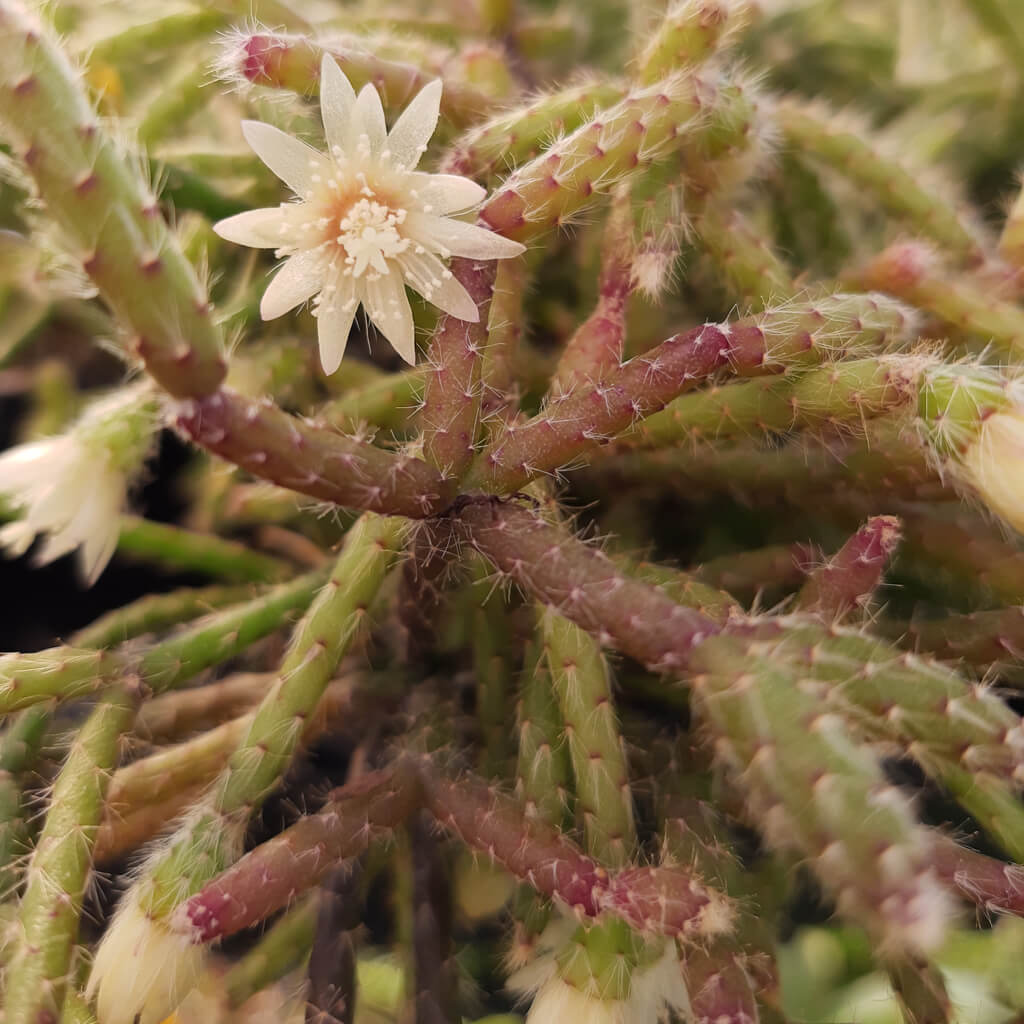 Rhipsalis pilocarpa (Hairy Stemmed Rhipsalis)