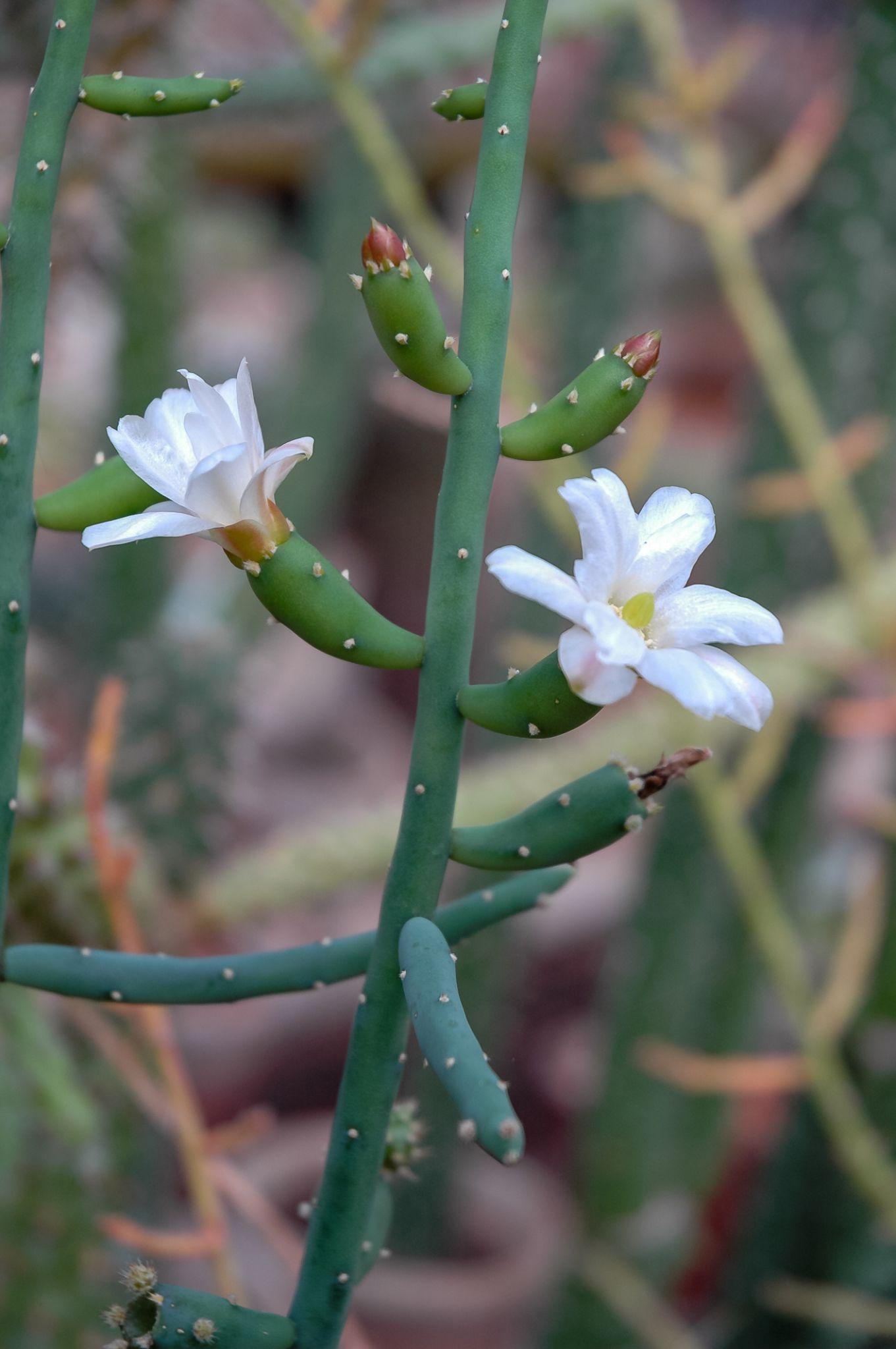 Rhipsalis puniceodiscus (Mistletoe Cactus)