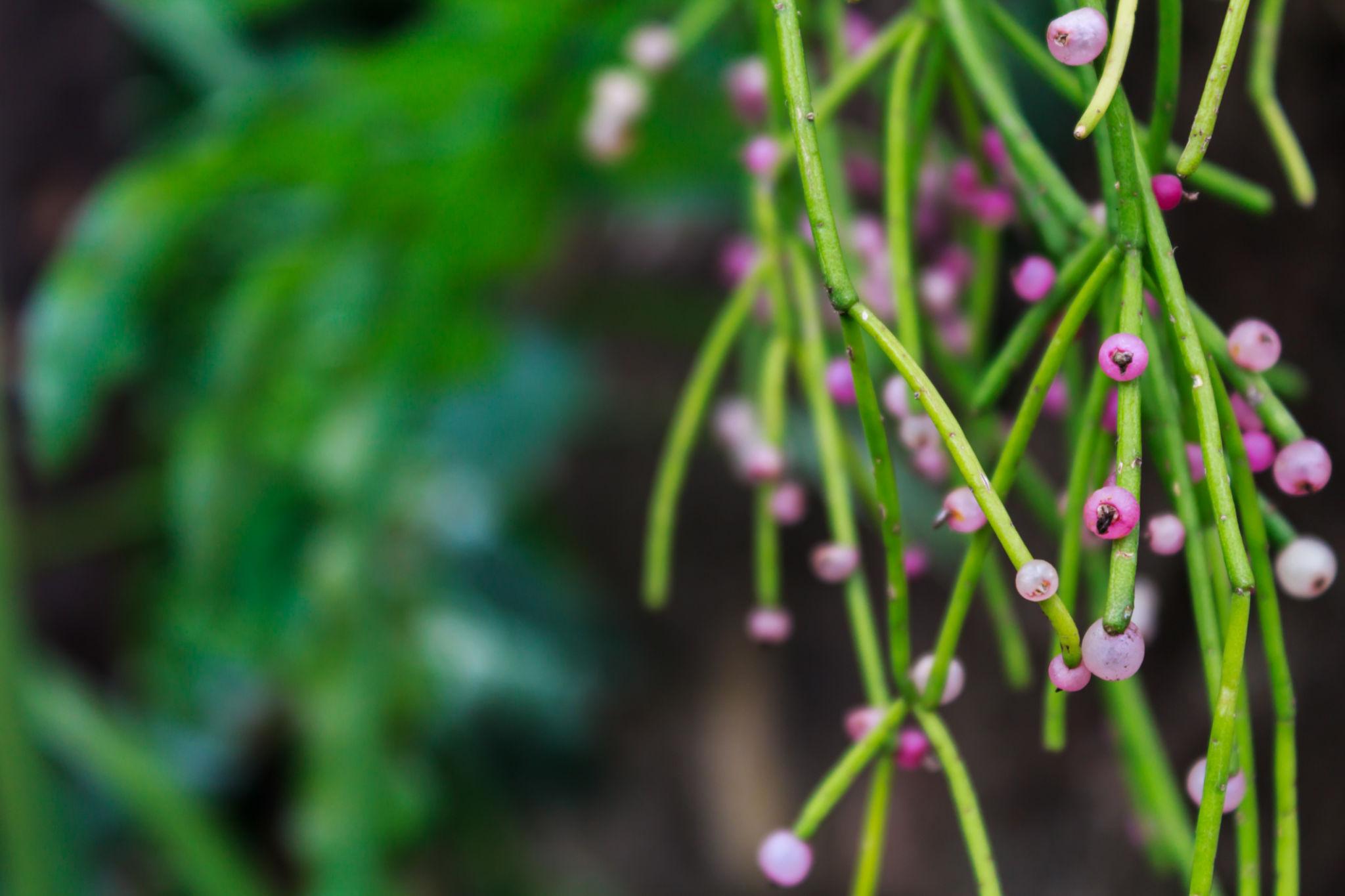 Rhipsalis puniceodiscus (Mistletoe Cactus)