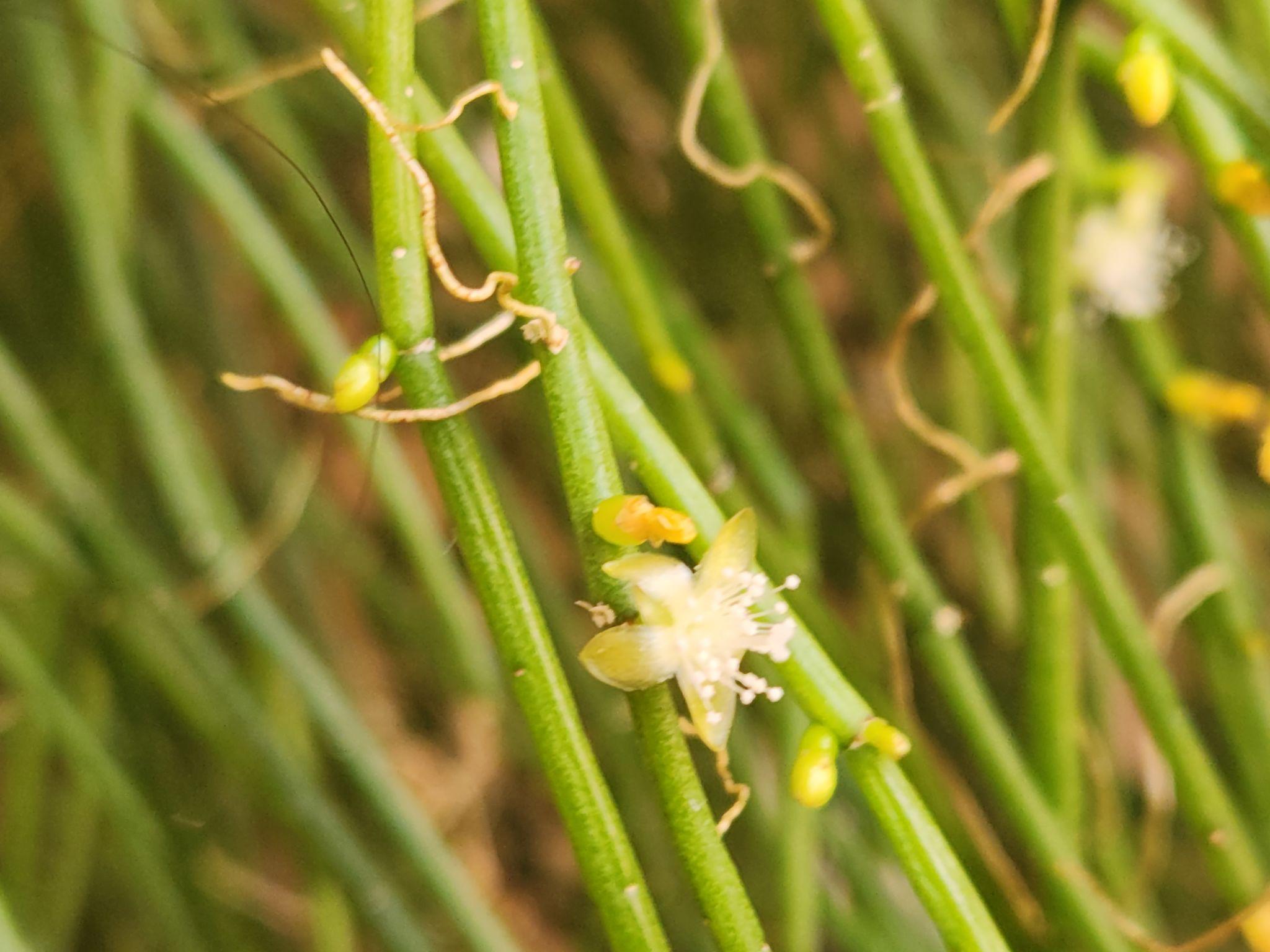 Rhipsalis teres (Mistletoe Cactus)