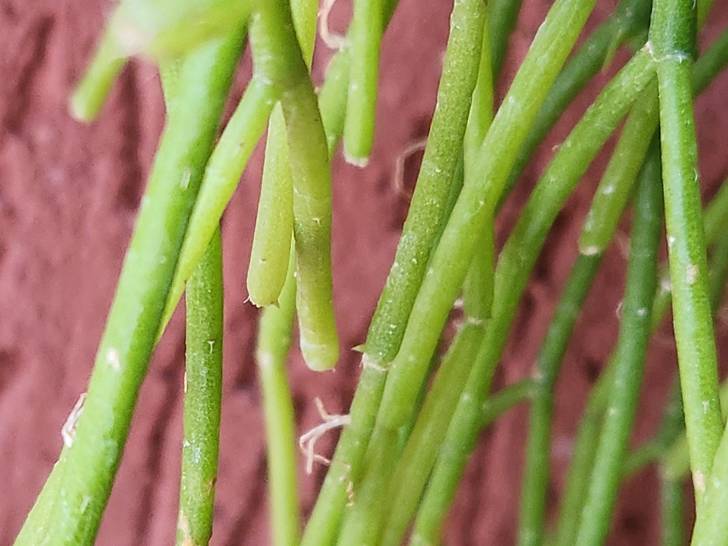 Rhipsalis teres (Mistletoe Cactus)