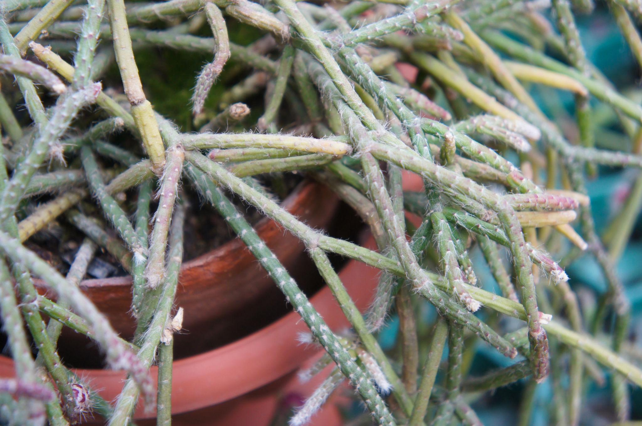 Rhipsalis teres (Mistletoe Cactus)