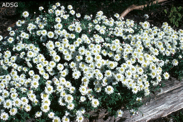 Rhodanthe anthemoides – White Paper Daisy