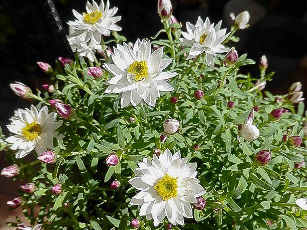 Rhodanthe anthemoides – White Paper Daisy
