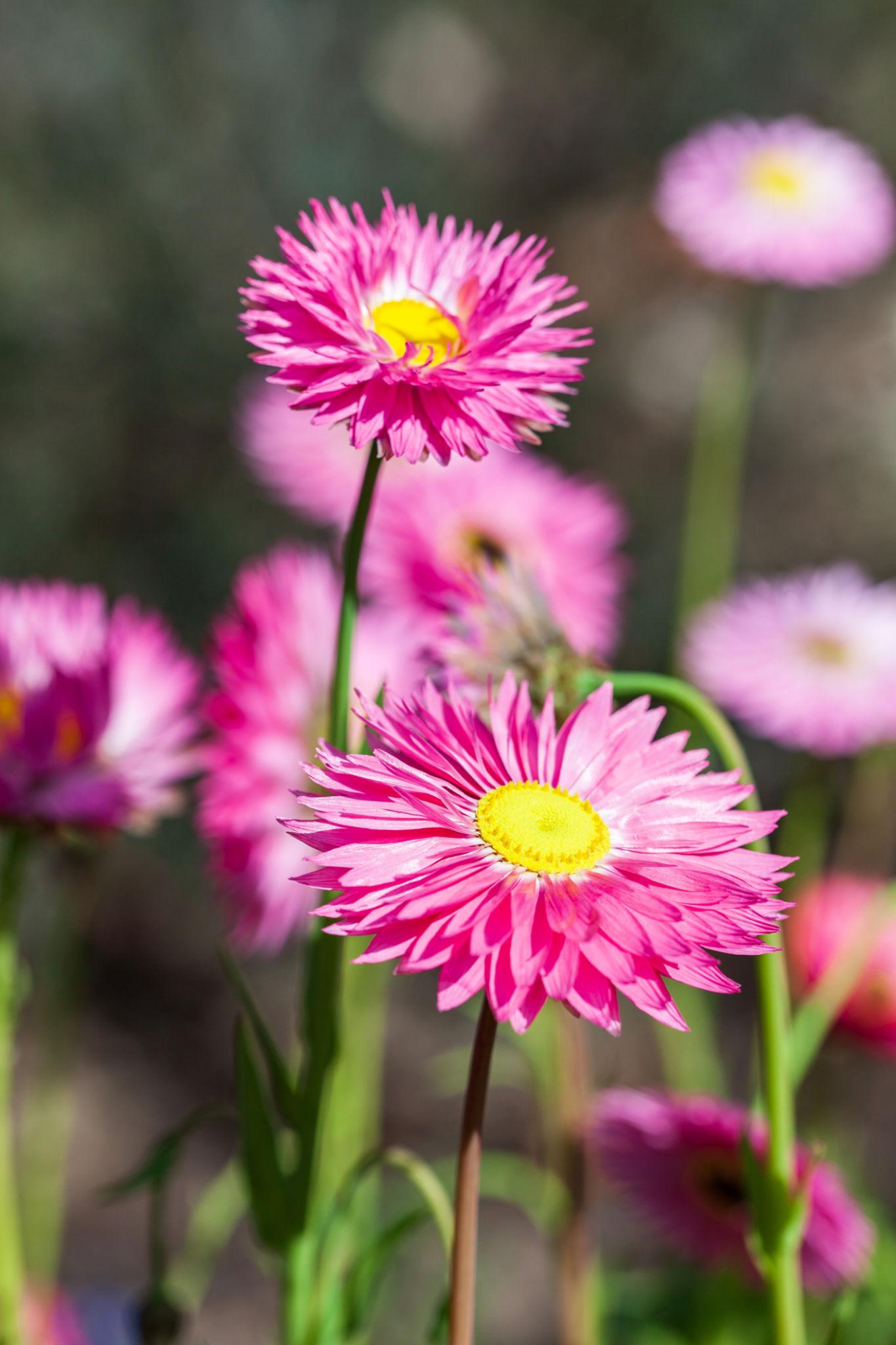 Rhodanthe Chlorocephala Rosea (Pink Everlasting Daisy)