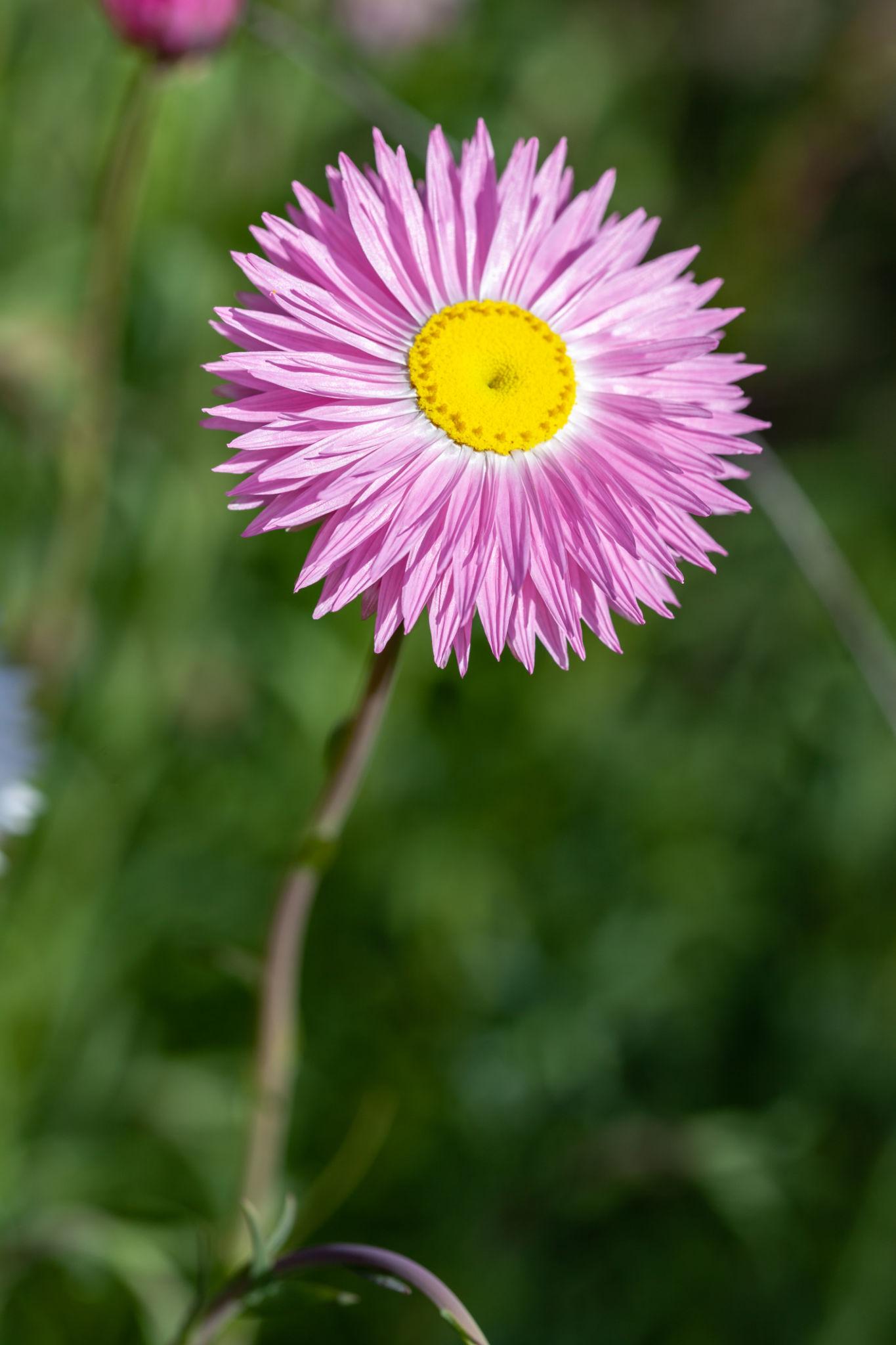 Rhodanthe Chlorocephala Rosea (Pink Everlasting Daisy)