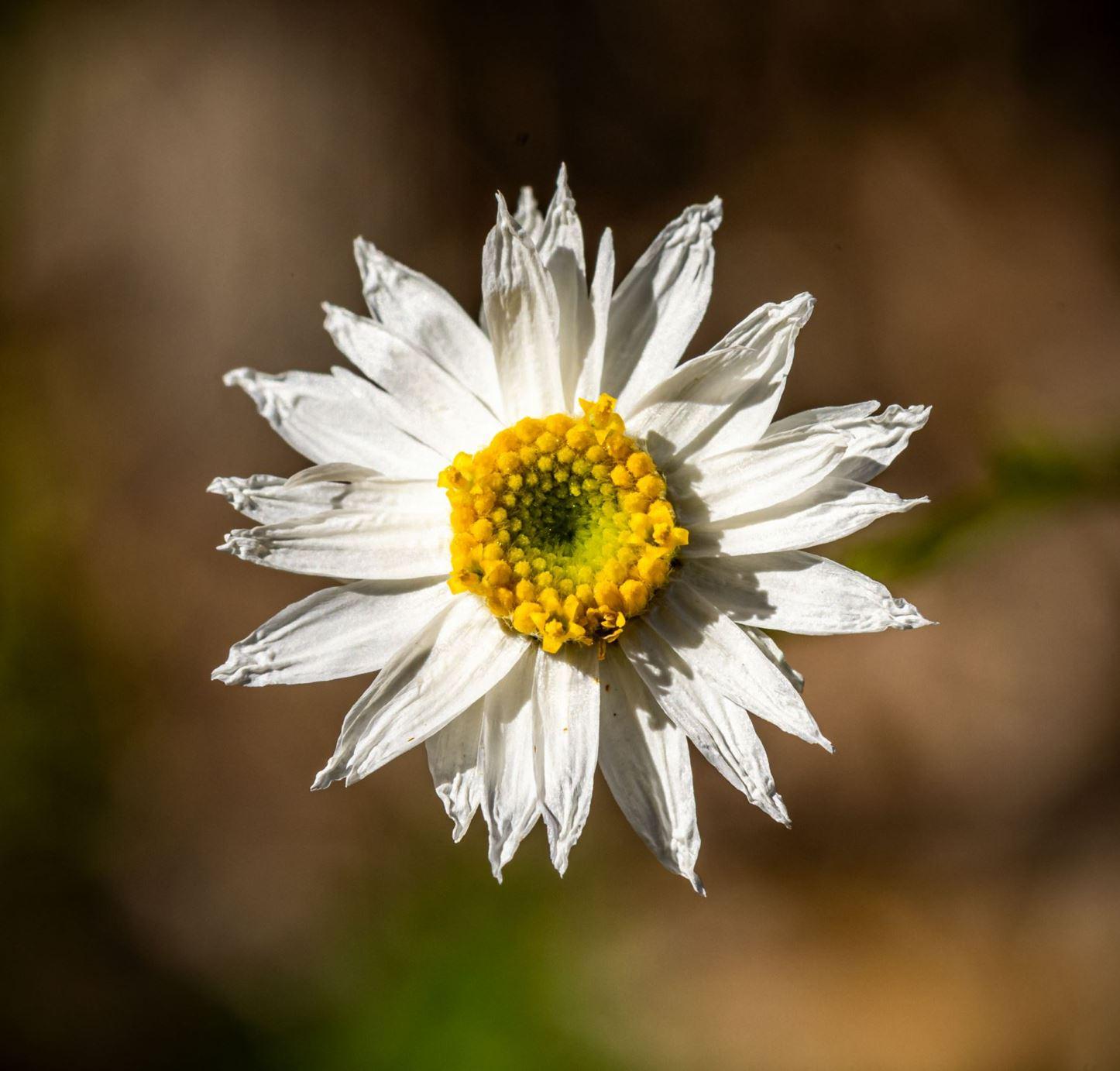 Rhodanthe anthemoides 'Mallee Star Showers' (Chamomile Sunray)