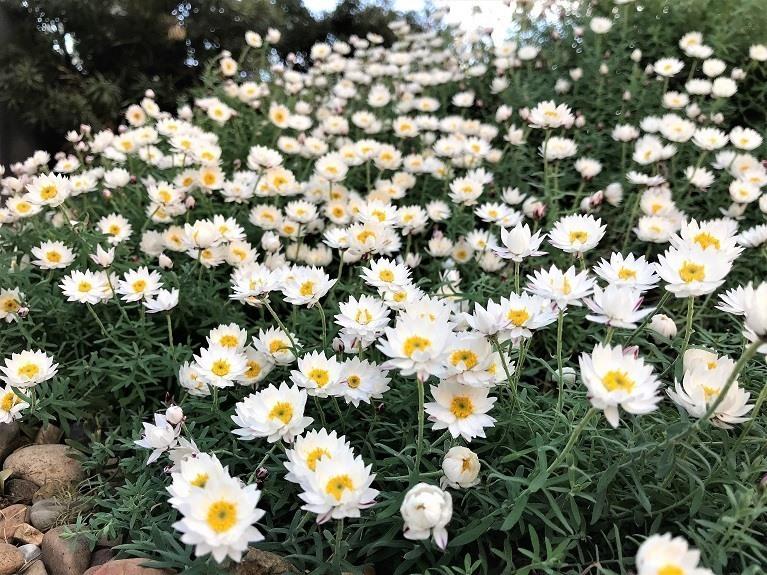 Rhodanthe anthemoides 'Mallee Star Showers' (Chamomile Sunray)