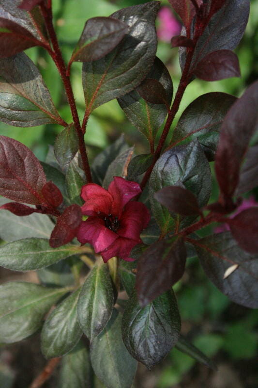 Azalea 'Shiraz'