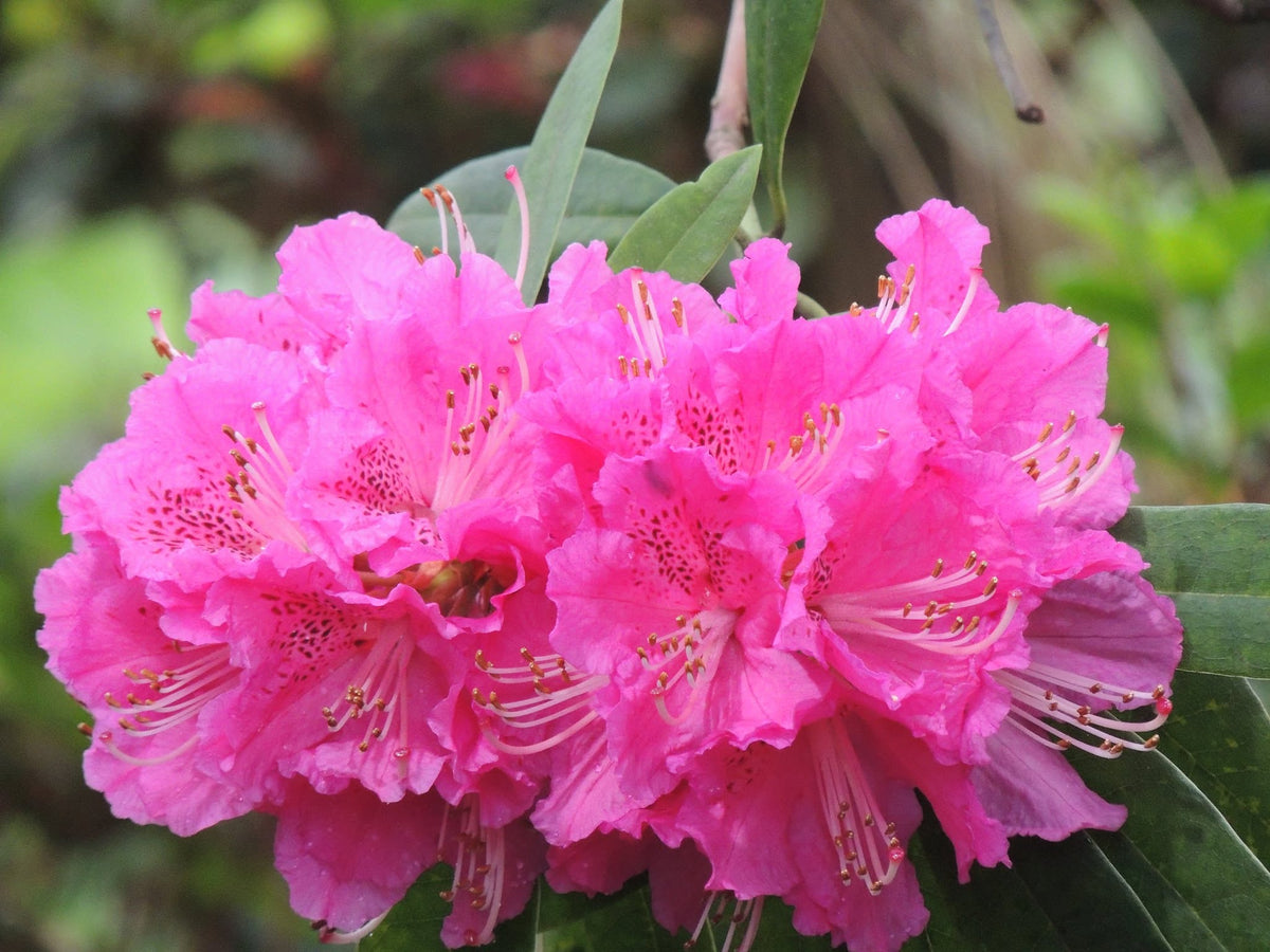 Rhododendron 'Elegans' (Elegans Rhododendron)