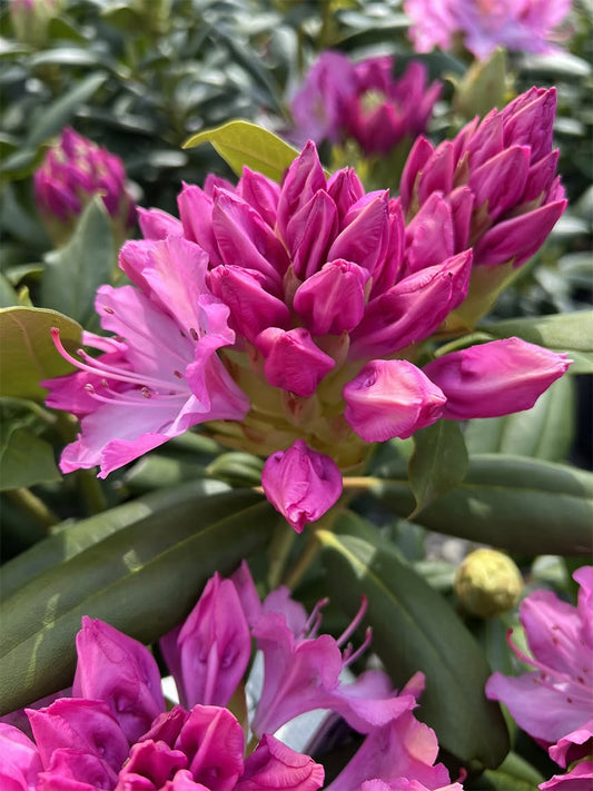 Rhododendron 'Elegans' (Elegans Rhododendron)