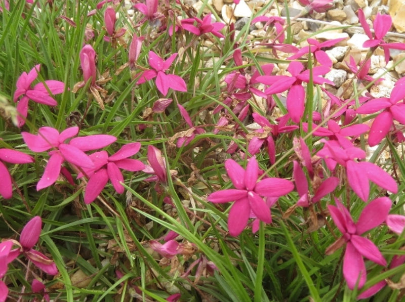 Rhodohypoxis ‘Beverly’ (Red Star / Rosy Posy)