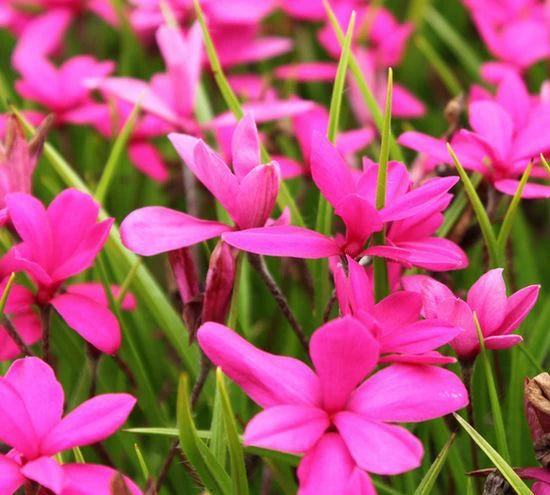 Rhodohypoxis ‘Beverly’ (Red Star / Rosy Posy)