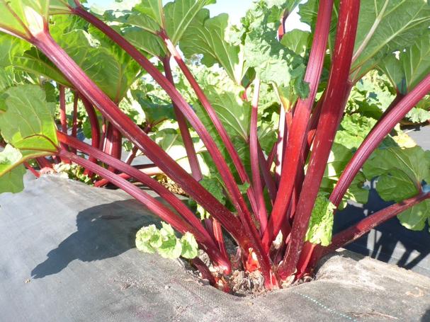 Rhubarb ‘Crimson Sunrise’ (Rheum rhabarbarum)