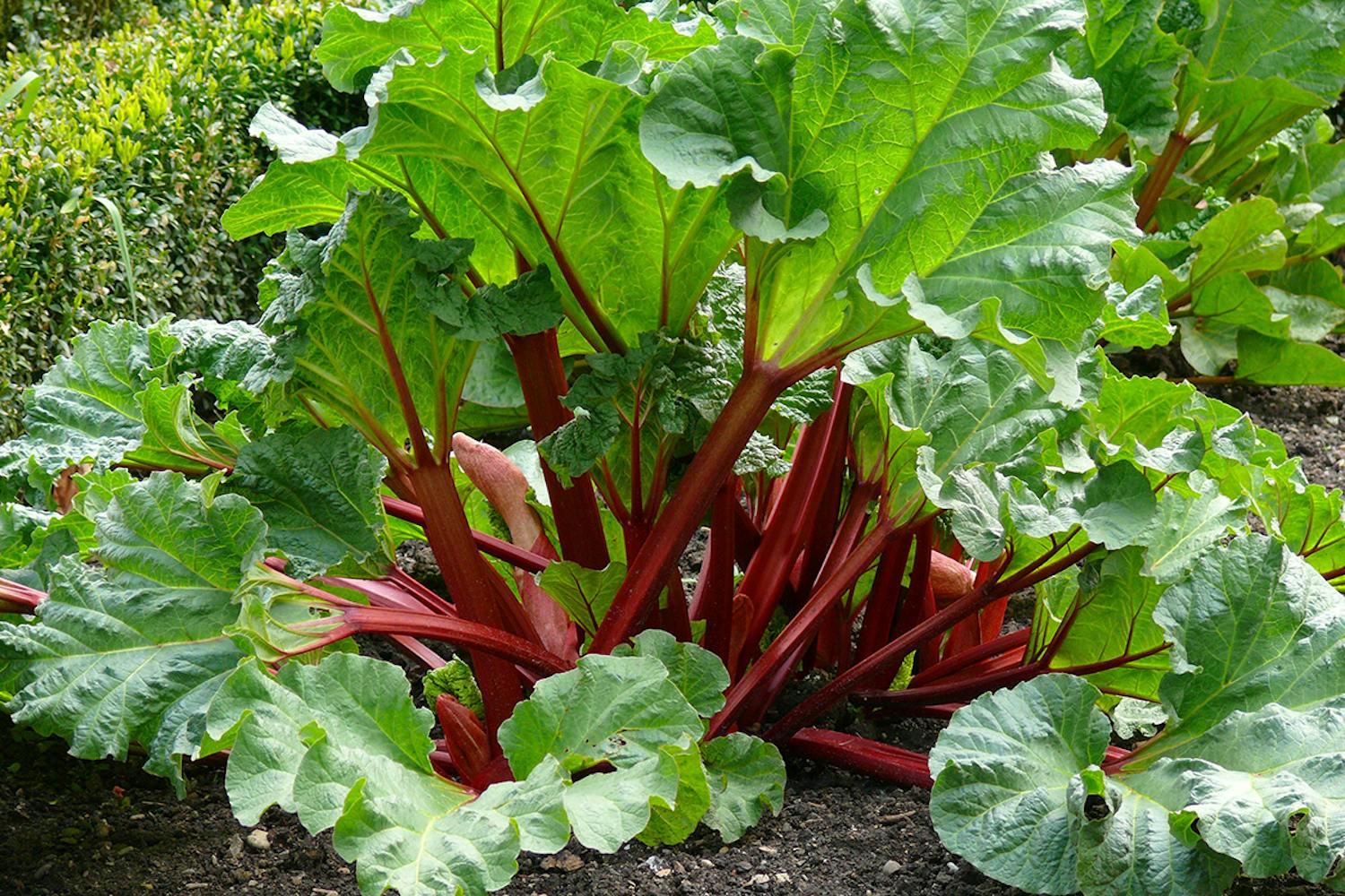 Rhubarb ‘Crimson Sunrise’ (Rheum rhabarbarum)