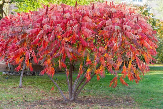 Rhus Typhina (Staghorn Sumac)