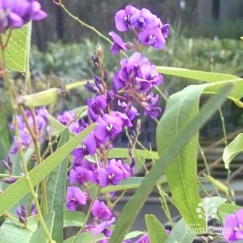 Hardenbergia Violacea (Purple Coral Pea)