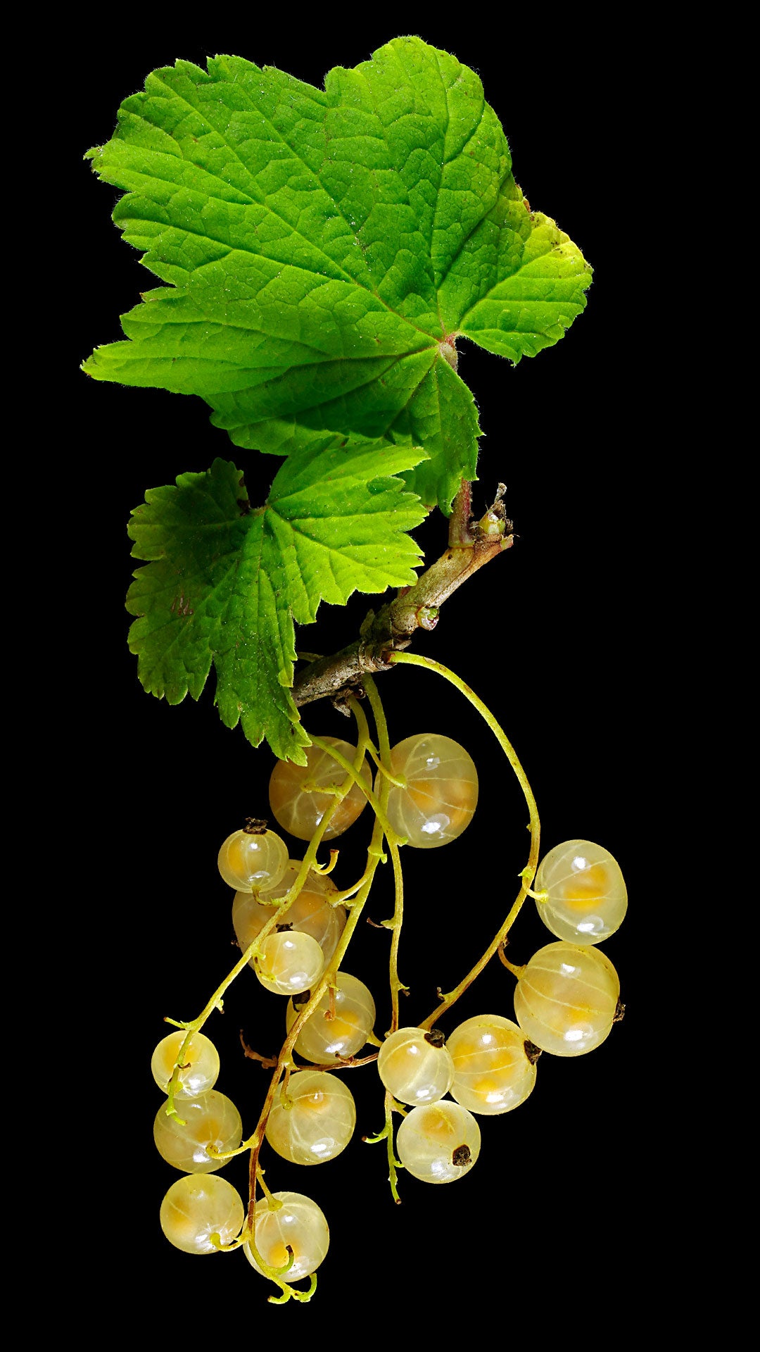 Ribes rubrum ‘Alba’ (White Currant)