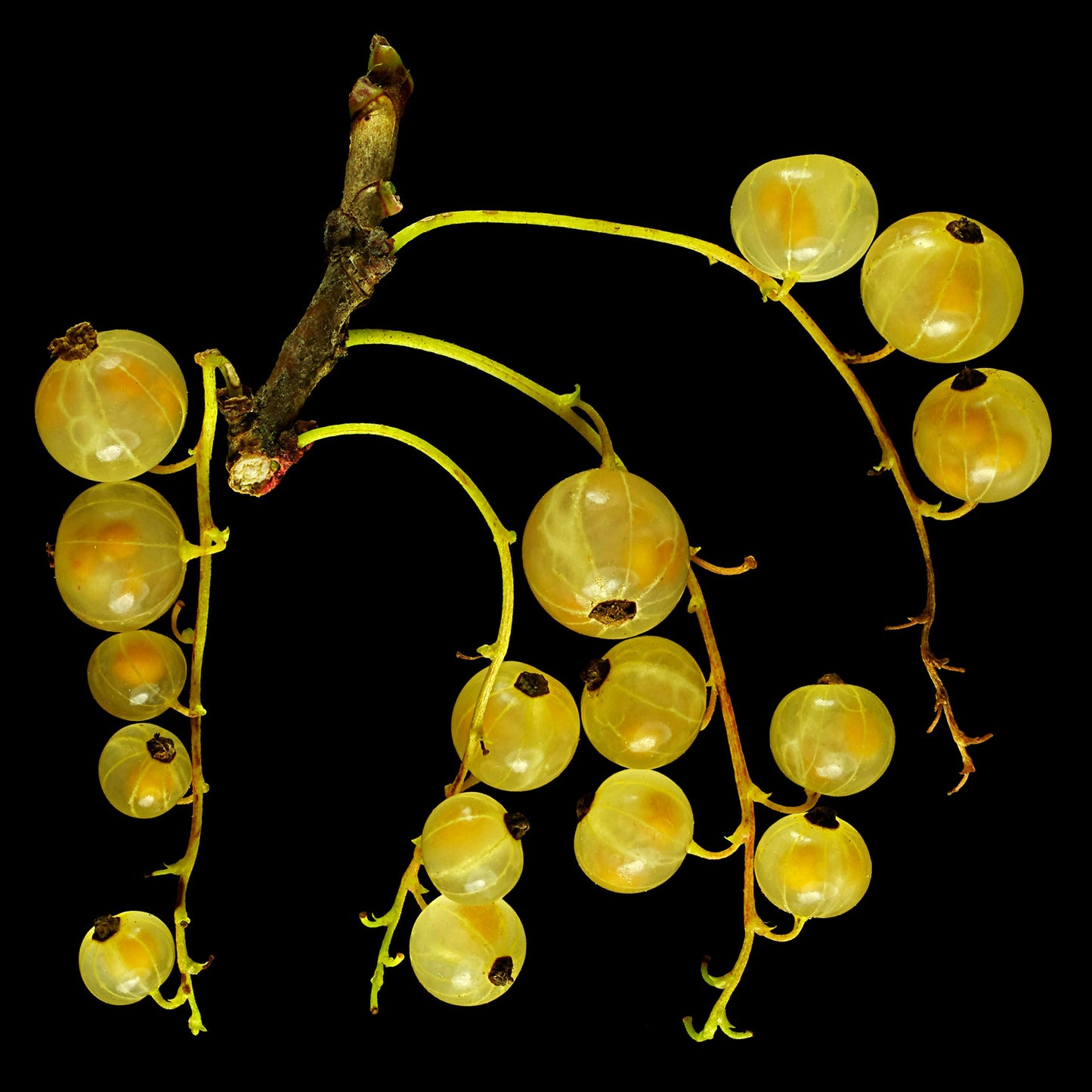Ribes rubrum ‘Alba’ (White Currant)