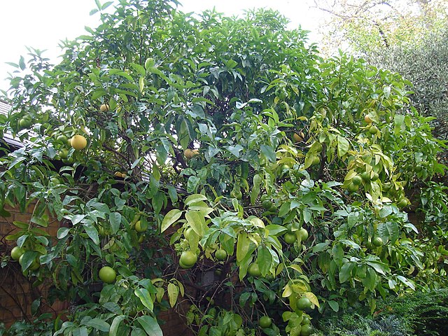Citrus paradisi (Rio Red Grapefruit Dwarf)