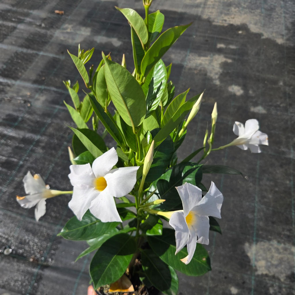 Mandevilla ‘Rio White’ (Dipladenia Rio White)