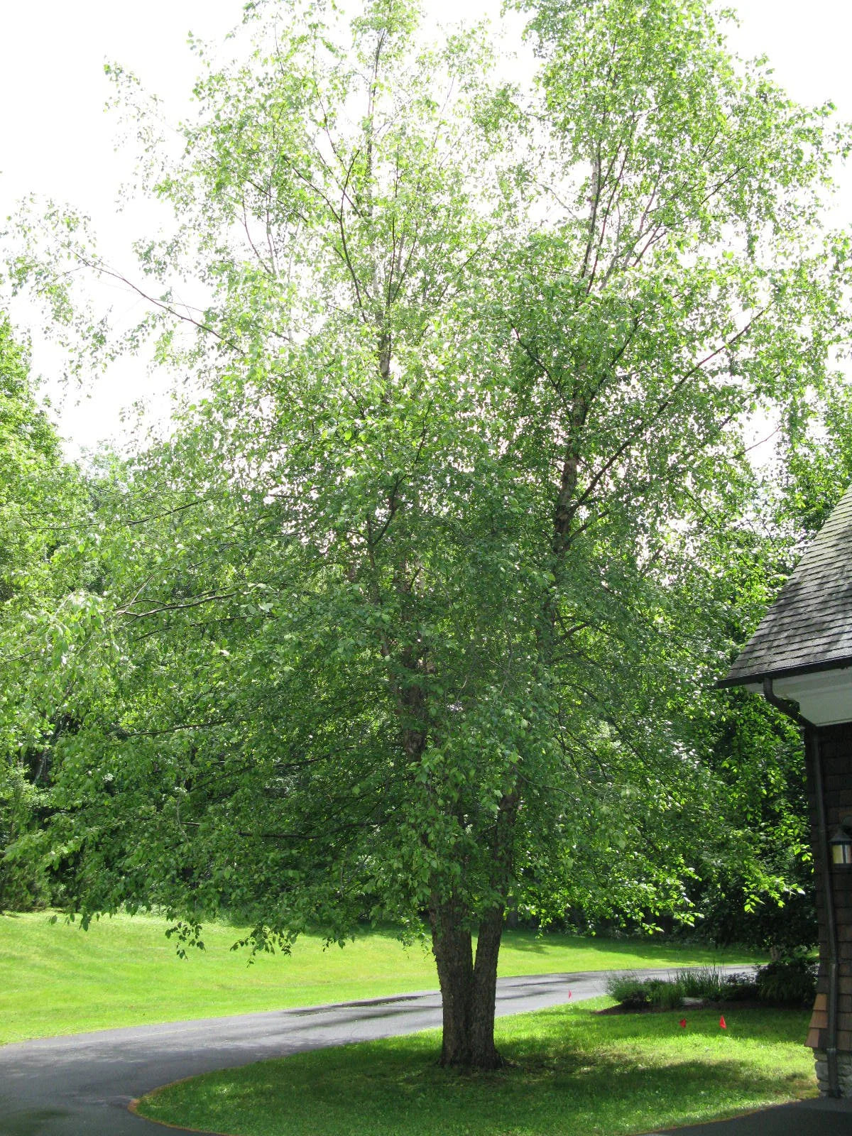 Betula nigra (River Birch)