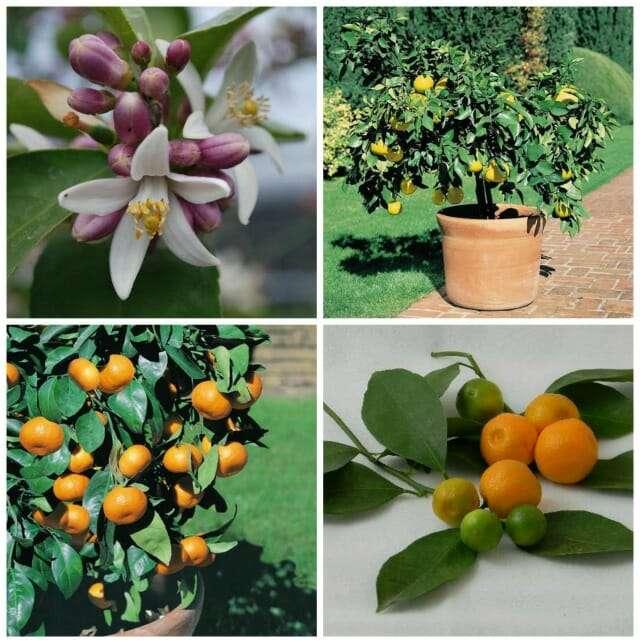 Citrus (Dwarf Assorted Citrus)