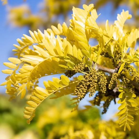 Robinia pseudoacacia ‘Frisia’ (Golden Robinia)