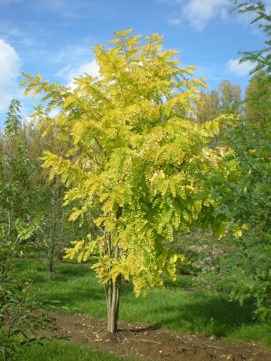 Robinia Pseudoacacia ‘Frisia’ (Golden Robinia)