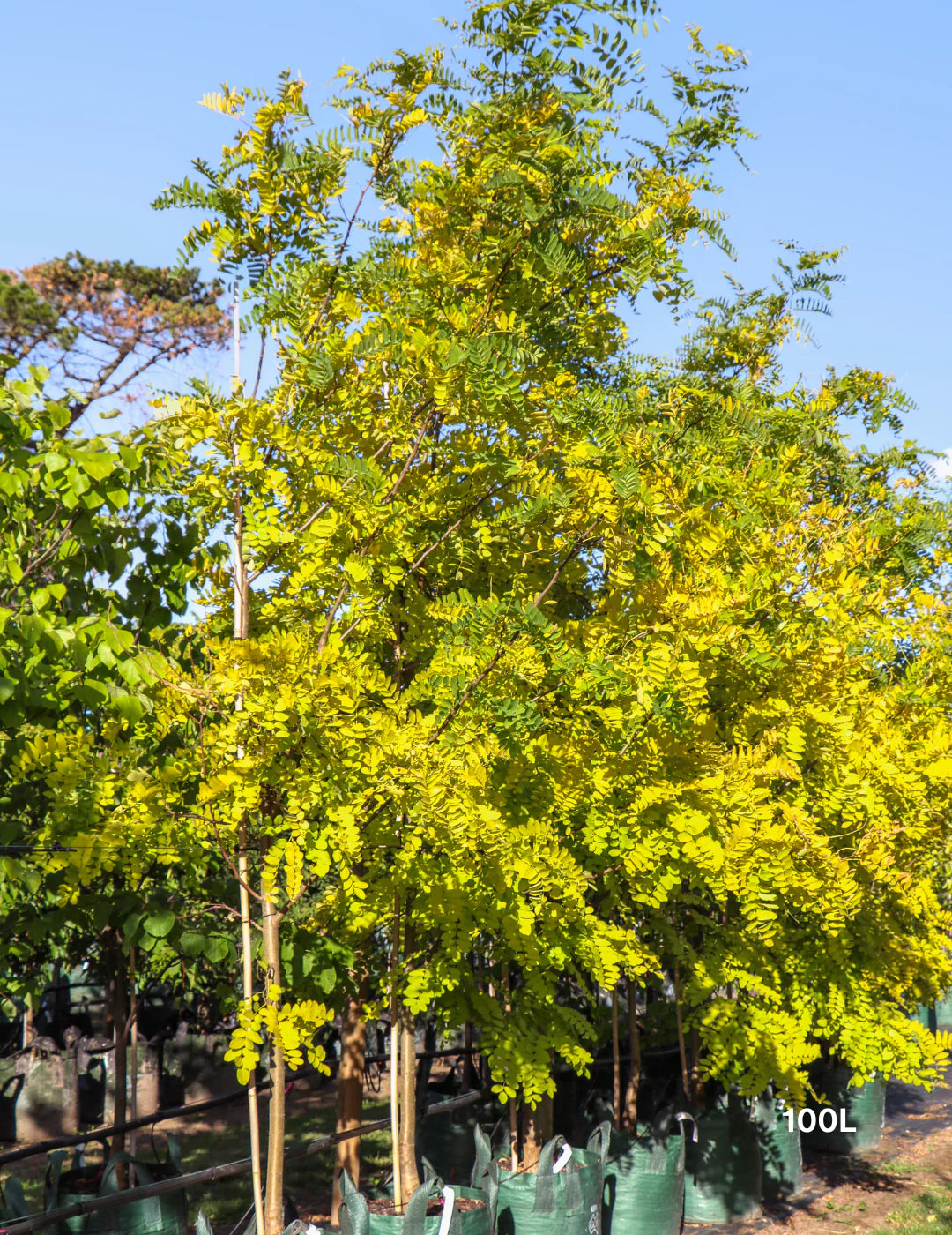 Robinia Pseudoacacia ‘Frisia’ (Golden Robinia)