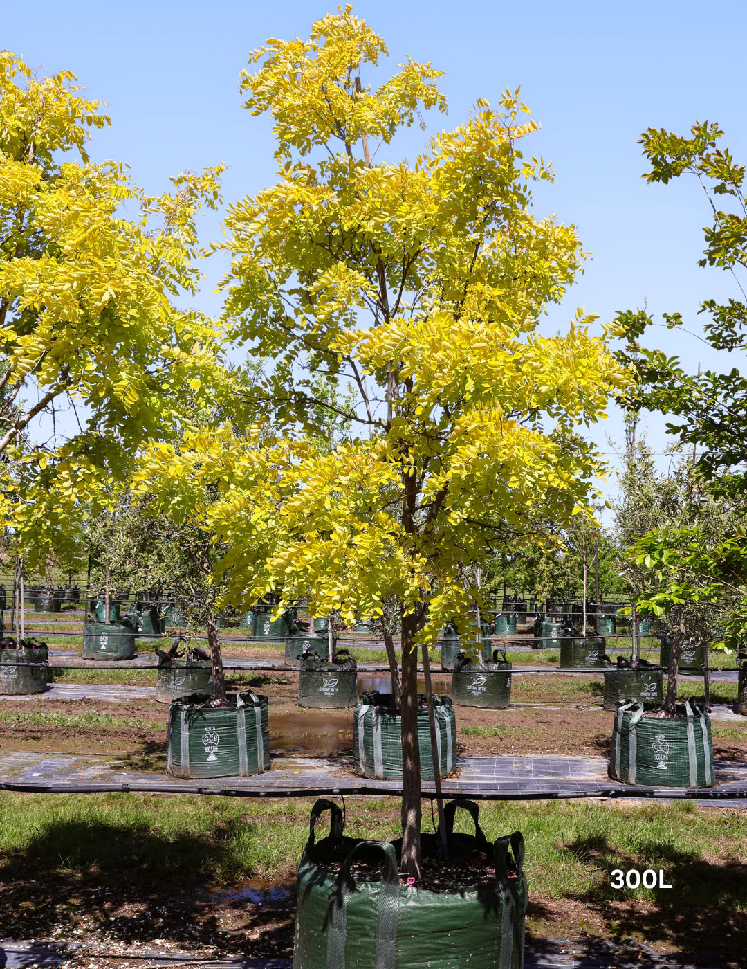 Robinia Pseudoacacia ‘Frisia’ (Golden Robinia)