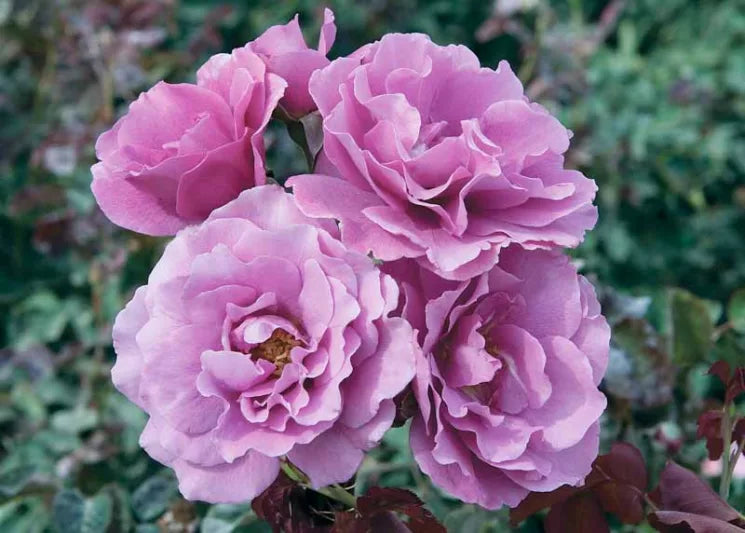 Rosa ‘Angel Face’ (Rose)