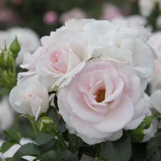 Rosa ‘Aspirin Rose’ (Floribunda Rose)