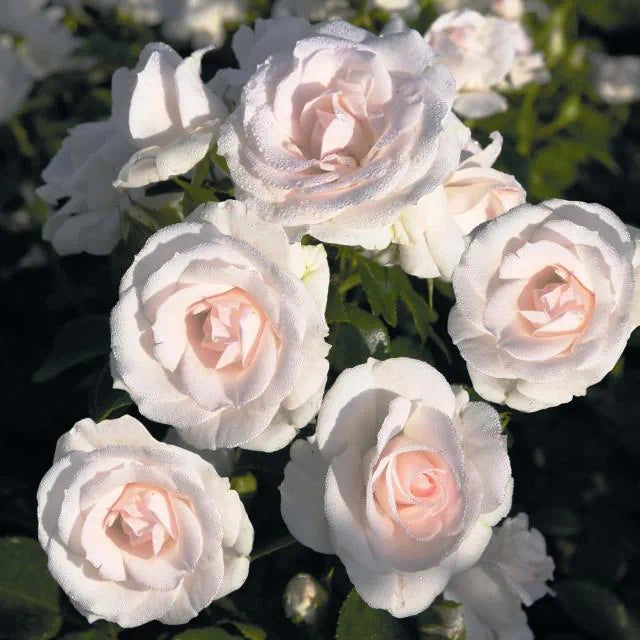 Rosa ‘Aspirin Rose’ (Floribunda Rose)
