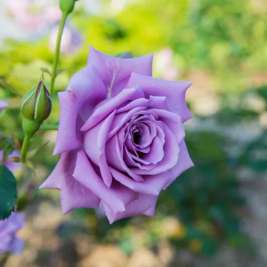 Rosa ‘Blue Moon’ (Hybrid Tea Rose)