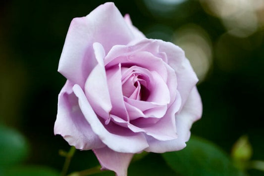 Rosa ‘Blue Moon’ (Blue Moon Standard Rose)