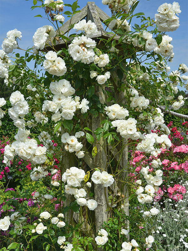 Rosa ‘Climbing Iceberg’ (Climbing Iceberg Rose)