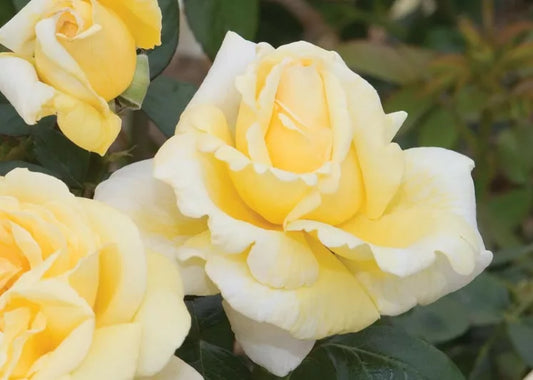 Rosa ‘Little Ray of Sunshine’ (Hybrid Tea Rose)